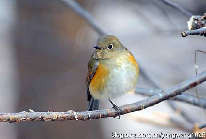 北京植物园的鸟类——捉虫(红肋蓝尾鸲)
