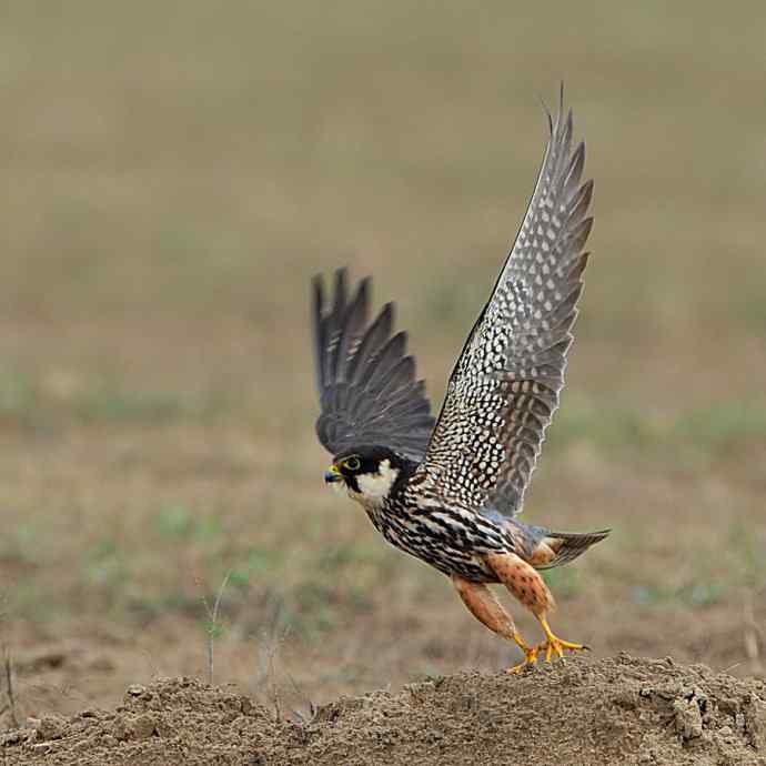 狂野周末鈥斺斆颓萜ㄅ级舭妫