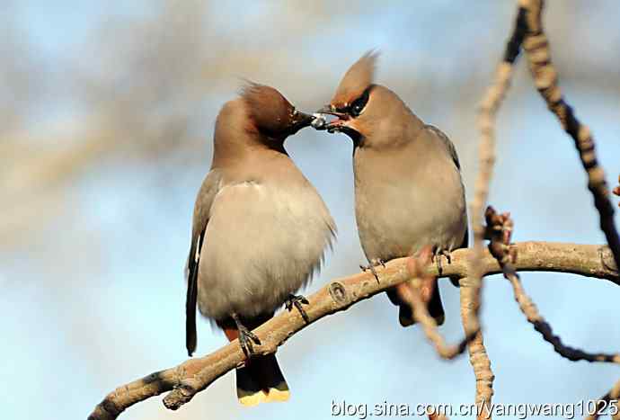 太平盛世赏太平