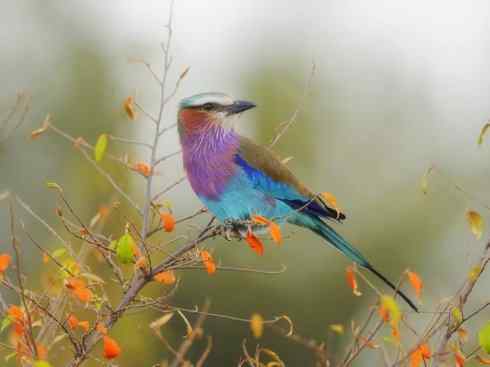 绝色攀禽：佛法僧目之佛法僧2