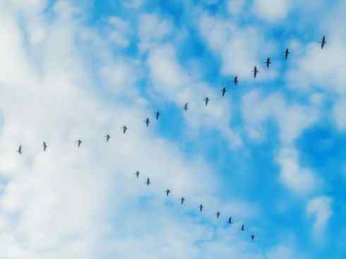 家禽驯化之源之十三（大雁、丹顶鹤）