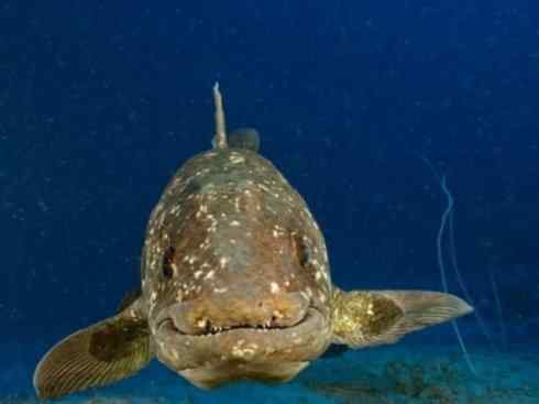 鱼类活化石：矛尾鱼