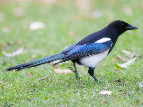 美丽无罪：雀鸟之绿鹊