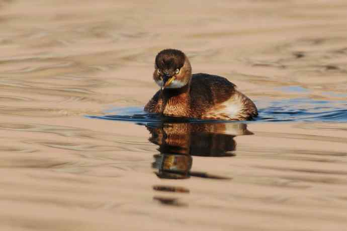 两只小鸊鷉 浅议趴拍