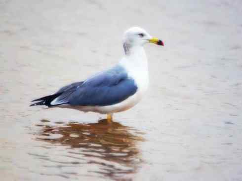 白头鸟系列：另类的美丽10（海鸥）