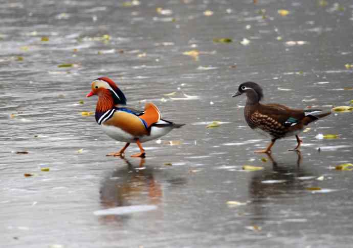夫唱妇随（鸳鸯）