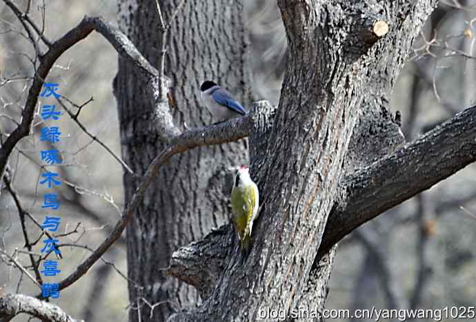 随走随拍【灰头绿啄木鸟（雄性）】