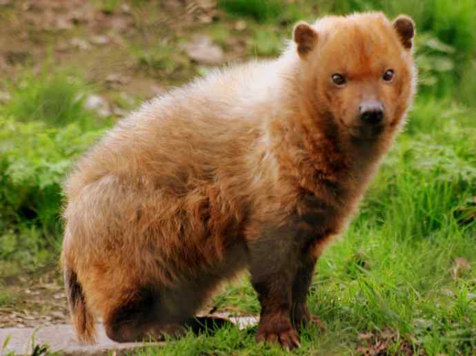 犬科：薮犬亚科薮犬属之薮犬