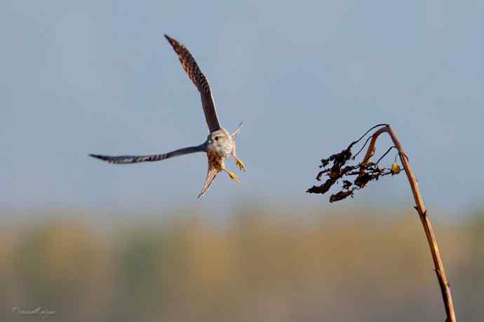 角百灵 wbr野鸭湖的一天 角百灵 wbr野鸭湖的一天