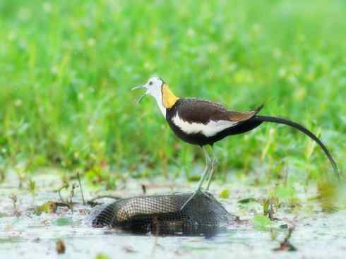 白头鸟系列：另类的美丽7（鸻鹬）