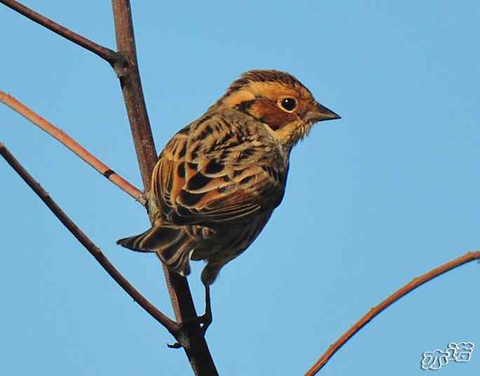 河北乐亭&nbsp;wbr路&nbsp;wbr新进账的鸟儿