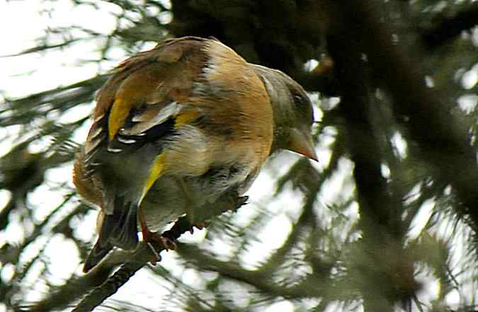 植物园初识柳莺金翅