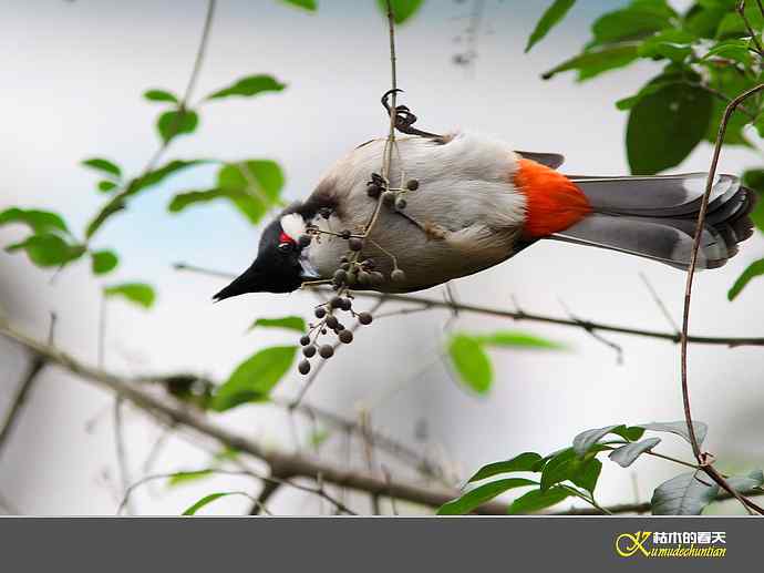 红耳鹎【实拍】
