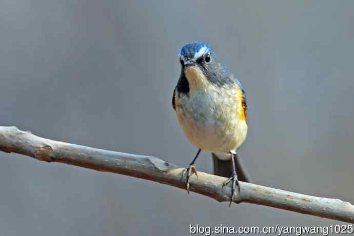 雄性红胁蓝尾鸲（29）