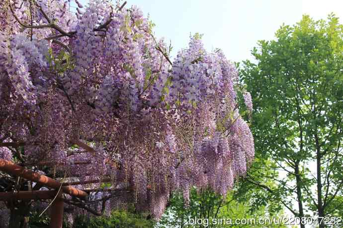 186.紫藤园