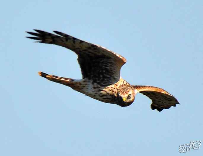 北京西山 wbr路 wbr白尾鹞 北京西山 wbr路 wbr白尾鹞