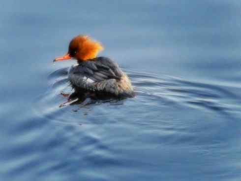 雁鸭之最之七（冠麻鸭、秋沙鸭、鹊鸭）