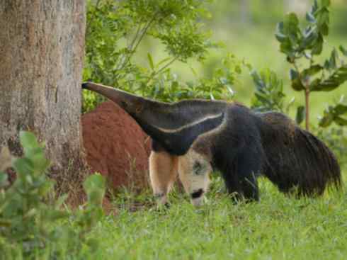 盘点十二大著名食蚁动物:食蚁兽 盘点十二大著名食蚁动物:食蚁兽