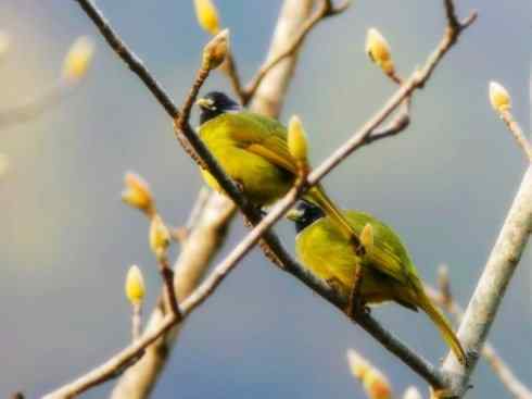 家禽驯化之源之三十（红耳鹎、领雀嘴鹎）