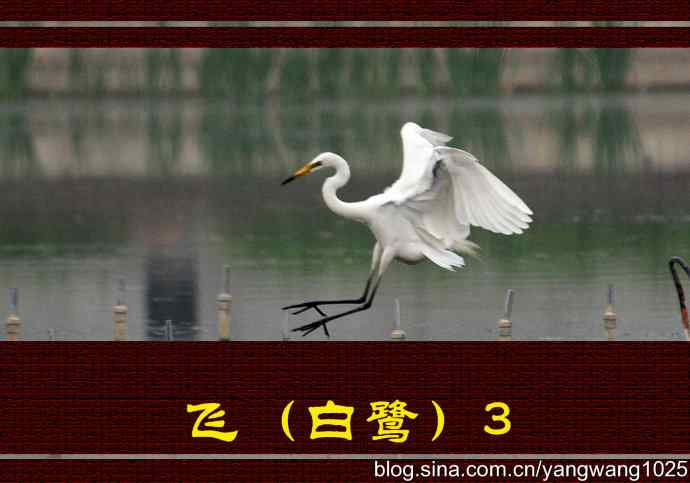 飞（白鹭）3