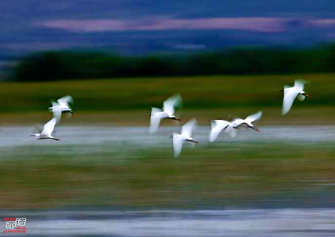 官厅水库&nbsp;wbr路&nbsp;wbr白鹭