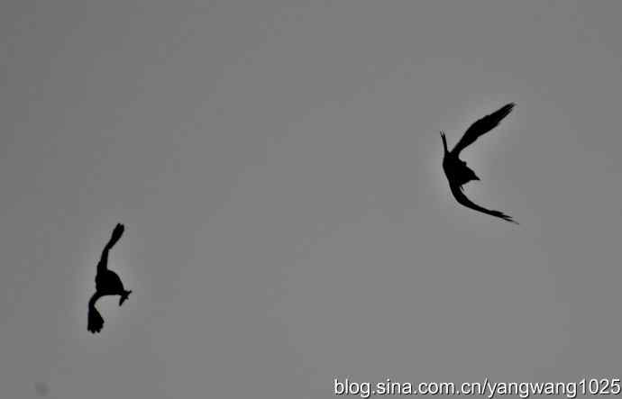 剪纸（空中的战斗）