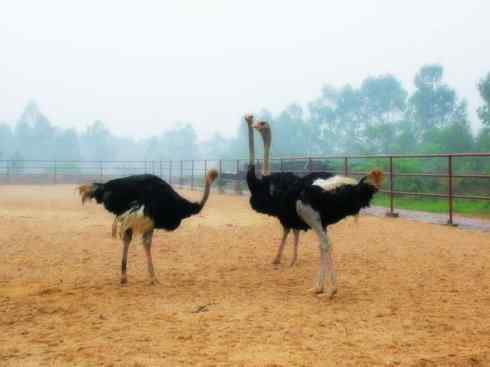 家禽驯化之源之十二