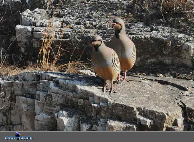 龙年鸡翔：初四拍石鸡