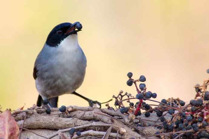 吃果果的黑头奇鹛