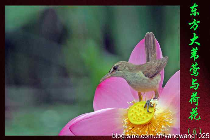 东方大苇莺与荷花（6）