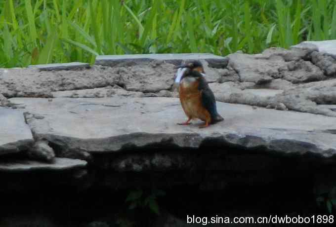 鸟友同游怀沙河