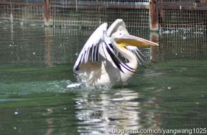 再拍大鹈鹕 wbr wbr1