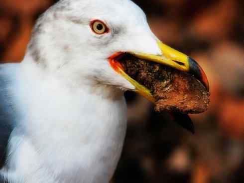 白头鸟系列：另类的美丽10（海鸥）