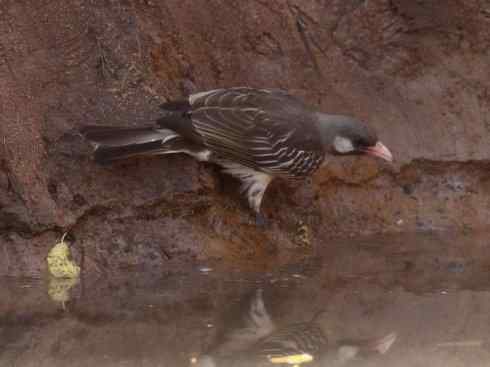 十大喜食蜂蜜动物:黑喉响蜜鴷 十大喜食蜂蜜动物:黑喉响蜜鴷