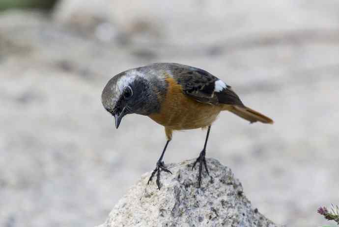 230.打鸟归来收获多多---2.北红尾鸲 230.打鸟归来收获多多---2.北红尾鸲