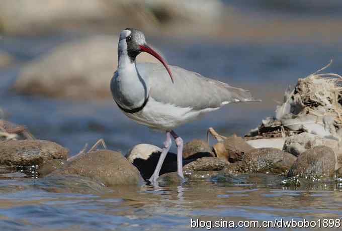 白河峡谷：鹮嘴儿小猫拍不够