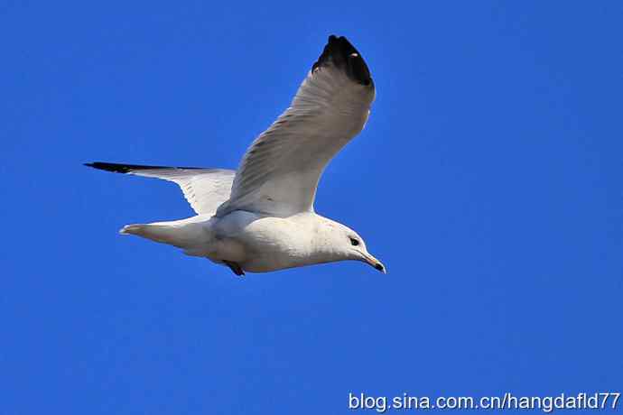 环嘴鸥（2）