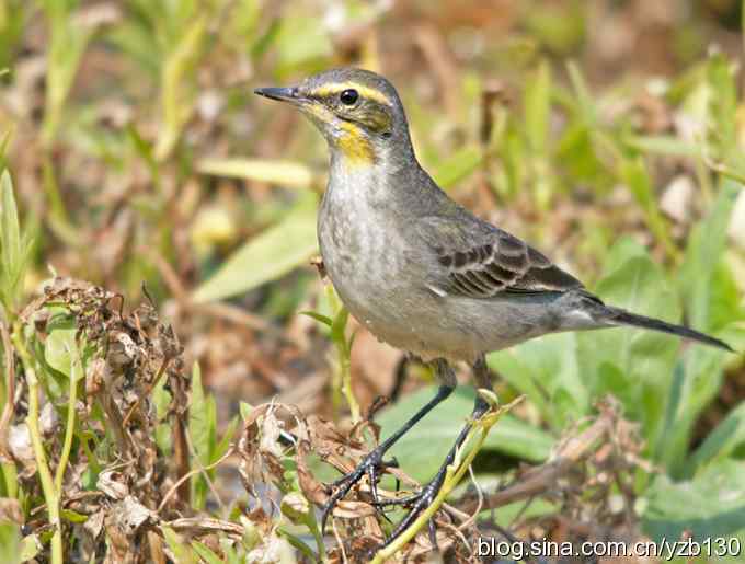 深港拍鸟新纪录（14）鈥斺敾汽n鸰（组图）