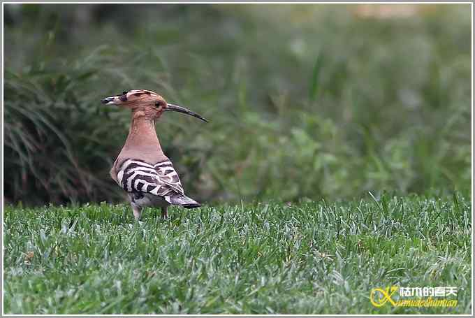蓝鹀&bull;方尾鶲&bull;柳莺&bull;棕脸鶲莺&bull;戴胜【照片】
