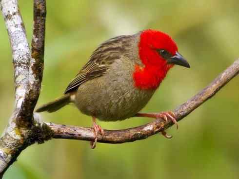 极品红色鸟类：红艳织雀