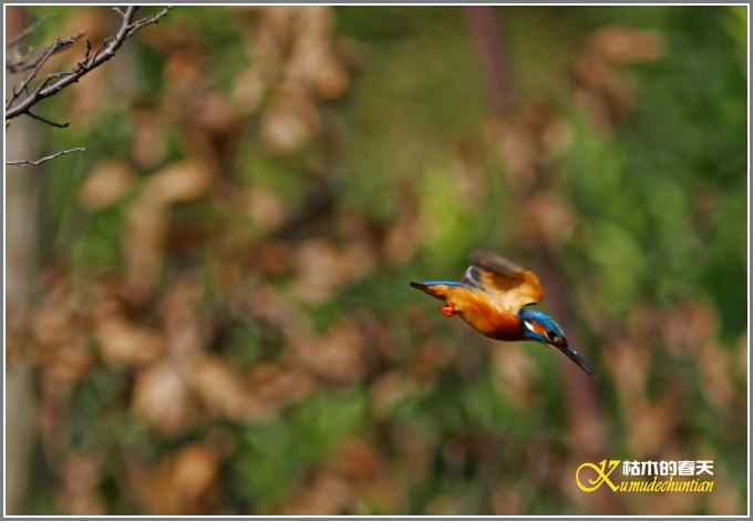 远近鈥溞〈溻澑鞑煌菊掌