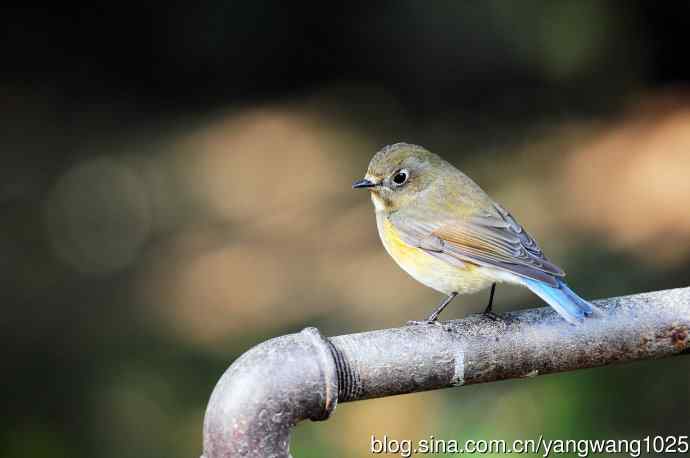 雌性红胁蓝尾鸲（52）