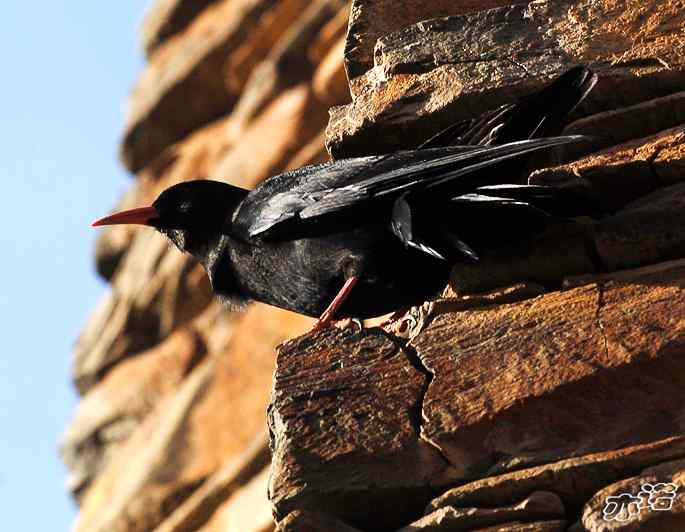 四川松岗&nbsp;wbr路&nbsp;wbr红嘴山鸦