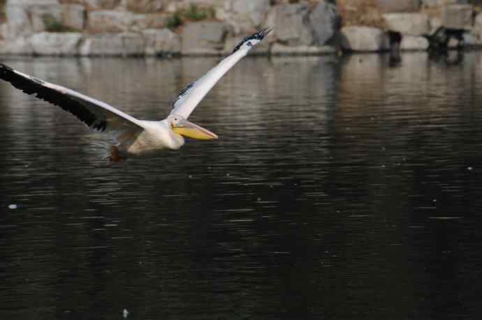 再拍大鹈鹕 wbr wbr4