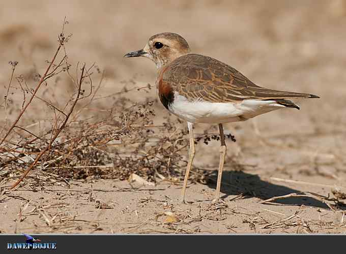 东方鸻小憩野鸭湖