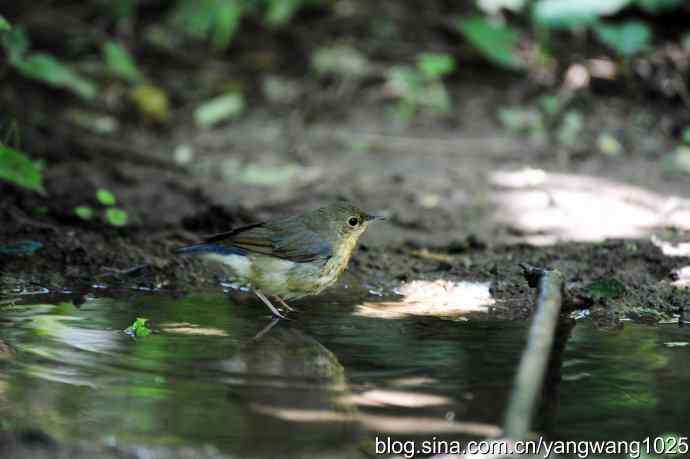 北京天坛公园的鸟类——蓝歌鸲（雌）3