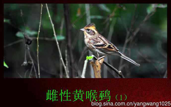 雌性黄喉鹀（1）