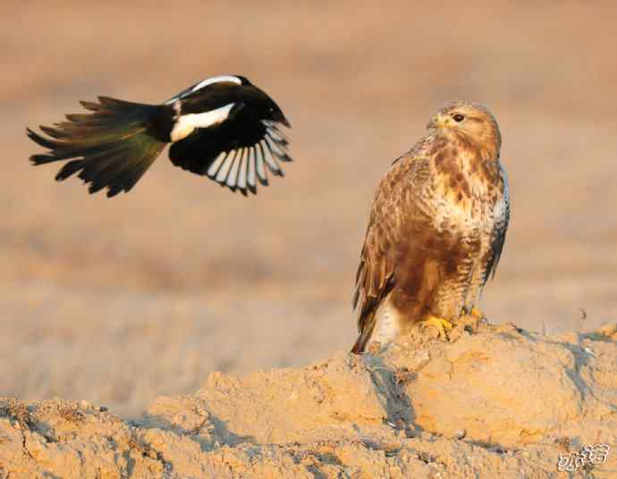 官厅水库&nbsp;wbr路&nbsp;wbr被喜鹊驱赶的毛脚鵟