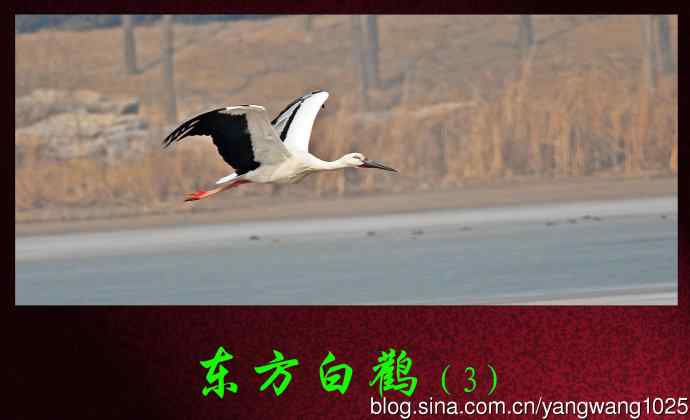 东方白鹳（3）