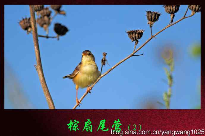 棕扇尾莺（2）
